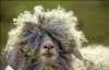 Contacts-mock-sheep.jpg
