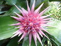 Djgardn2 Bromeliad.JPG