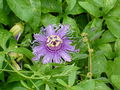 PurplePassionFlower.JPG