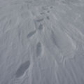 Snow Tracks.jpg